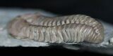 Sweet Ohio Flexicalymene Trilobite #2295-3